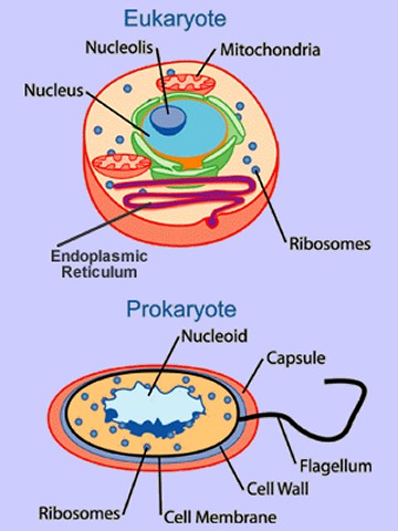 Diagrams of a eukaryotic and a prokaryotic cell - click for larger version