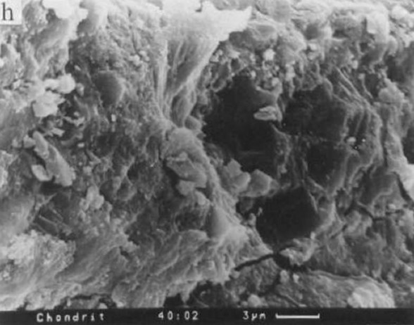 Fossilized bacteria in the Murchison meteorite - click for larger version
