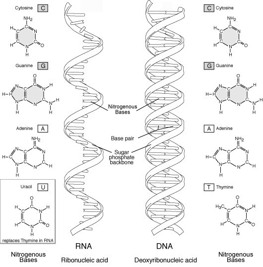 Illustration and comparison of RNA and DNA molecules - click for larger version